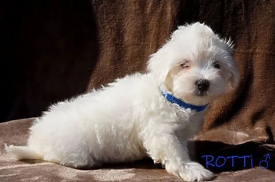 SAMIEC biały Coton De Tulear szczenię ZHPR UCI Kraków, Małopolskie, Kraków