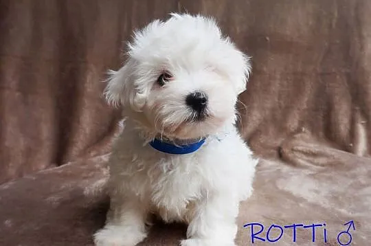 SAMIEC biały Coton De Tulear szczenię ZHPR UCI Kraków, Małopolskie, Kraków