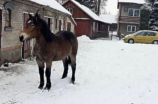 Sprzedam źrebicę, Lubelskie, Kłoczew