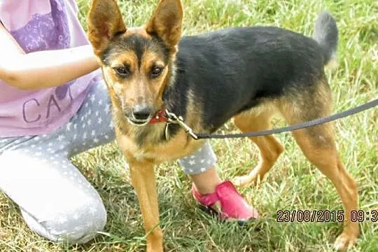 Hope - wyjątkowa i bezproblemowa suczka szuka domu