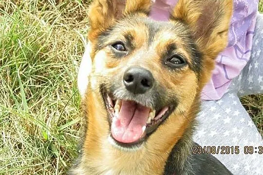 Hope - wyjątkowa i bezproblemowa suczka szuka domu