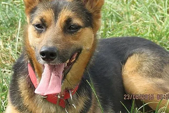 Hope - wyjątkowa i bezproblemowa suczka szuka domu