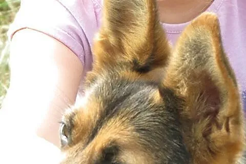 Hope - wyjątkowa i bezproblemowa suczka szuka domu