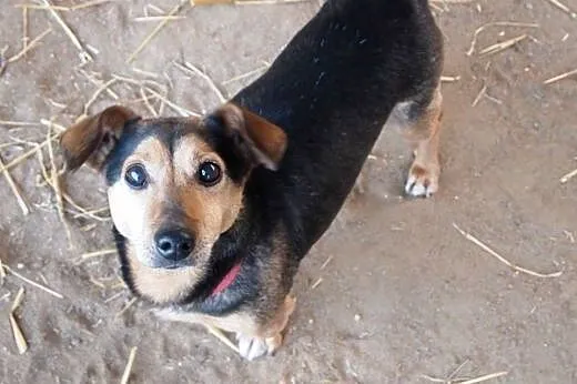 Teddy pilnie potrzebuje domu,  wielkopolskie Pozna