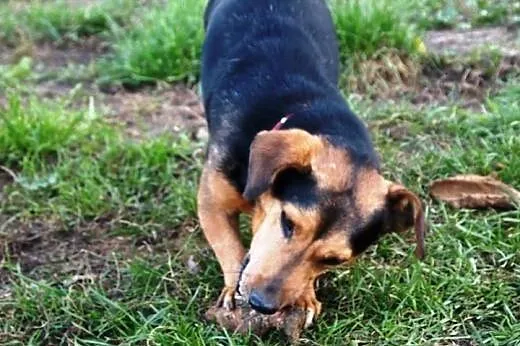 Teddy pilnie potrzebuje domu,  wielkopolskie Pozna