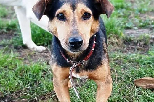Teddy pilnie potrzebuje domu,  wielkopolskie Pozna