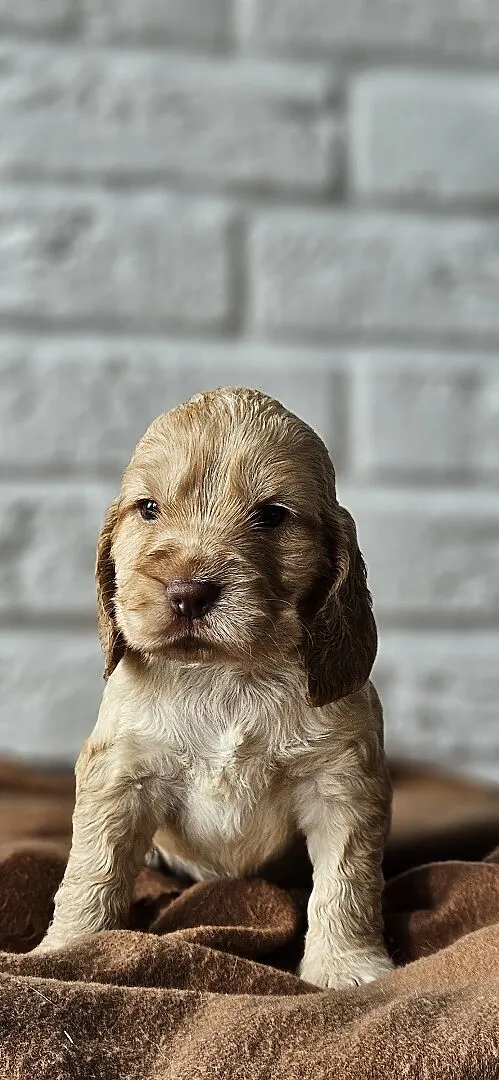 Cocker Spaniel Angielski, Małopolskie, Przyszowa