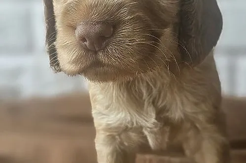 Cocker Spaniel Angielski, Małopolskie, Przyszowa