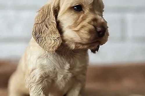 Cocker Spaniel Angielski, Małopolskie, Przyszowa