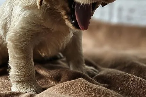 Cocker Spaniel Angielski, Małopolskie, Przyszowa