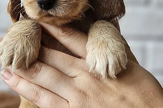 Cocker Spaniel Angielski, Małopolskie, Przyszowa