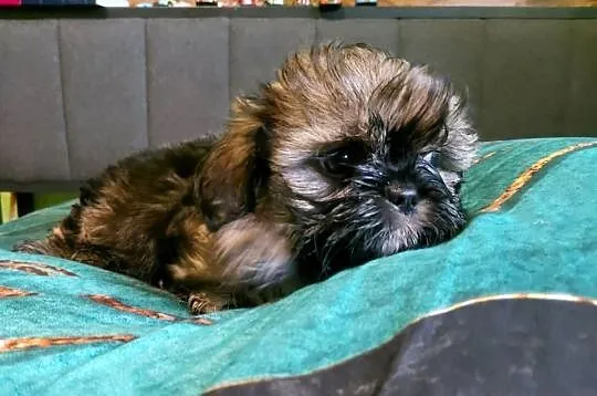 Shih tzu szuka nowego domku