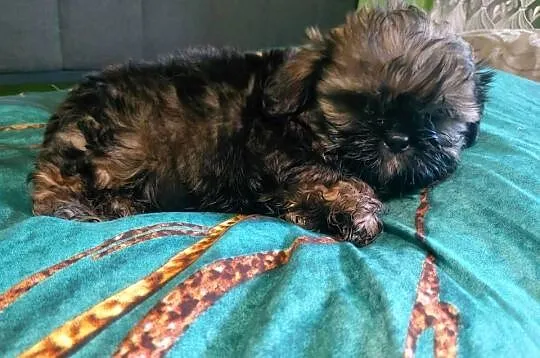 Shih tzu szuka nowego domku, Łódzkie, Krośniewice