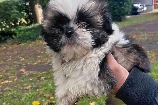 Shih tzu szuka nowego domku, Łódzkie, Krośniewice