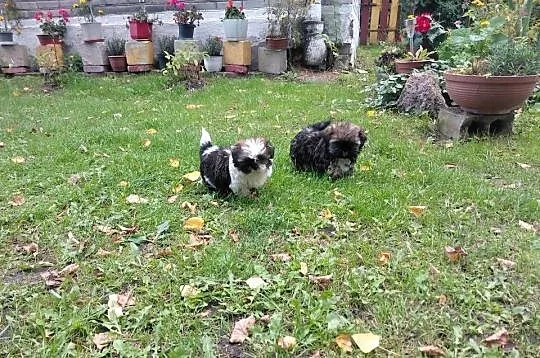 Shih tzu szuka nowego domku, Łódzkie, Krośniewice