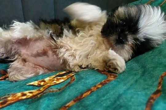 Shih tzu szuka nowego domku, Łódzkie, Krośniewice