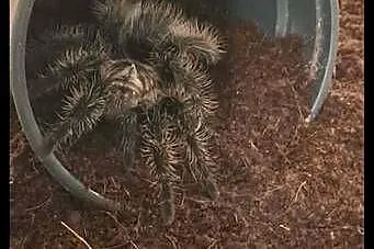 Ptasznik T. albopilosum nicaragua samica 4dc