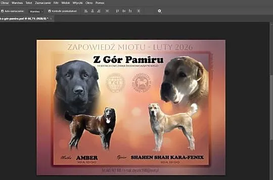 Owczarek Środkowoazjatycki - zapowiedź miotu