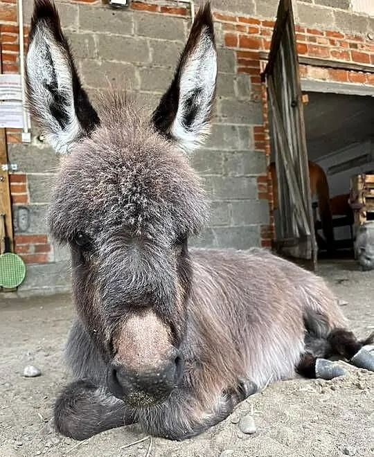 Miniaturowa ośliczka, Mazowieckie, Wilkowa Wieś