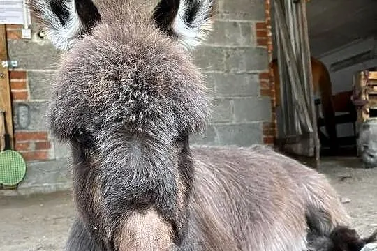 Miniaturowa ośliczka, Mazowieckie, Wilkowa Wieś