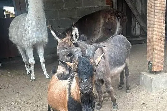Miniaturowa ośliczka, Mazowieckie, Wilkowa Wieś
