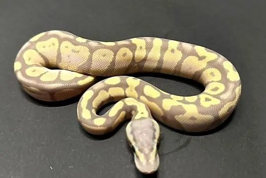 Pyton Regius Banana Pastel