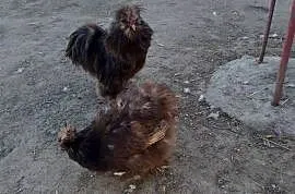 Sprzedam kury silki