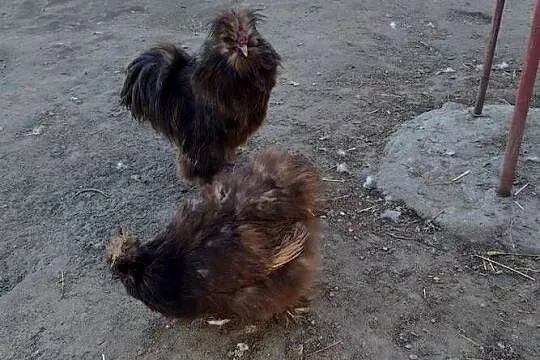 Sprzedam kury silki