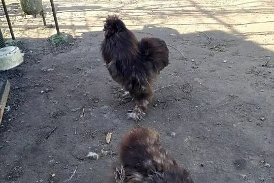 Sprzedam kury silki, Lubelskie, Biała Podlaska