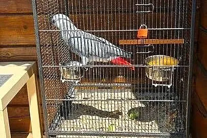 Papuga Żako Kongijskie