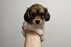 Schweenie Jamnik & Shihtzu długowłose