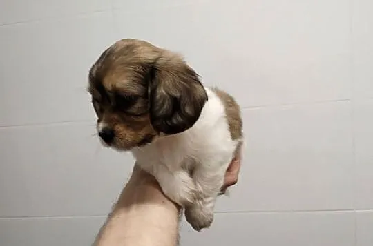 Schweenie Jamnik & Shihtzu długowłose, Łódzkie, Żychlin
