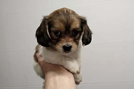 Schweenie Jamnik & Shihtzu długowłose, Łódzkie, Żychlin