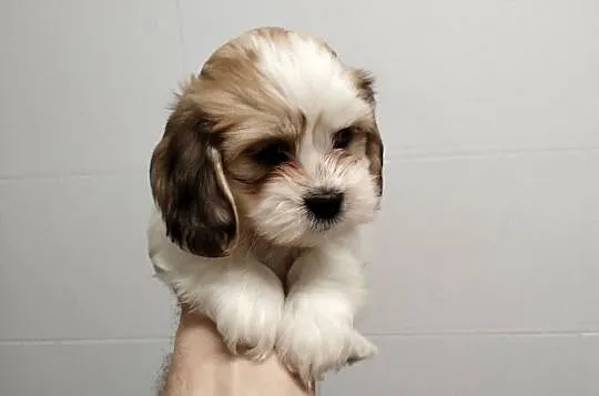 Schweenie Jamnik & Shihtzu długowłose, Łódzkie, Żychlin