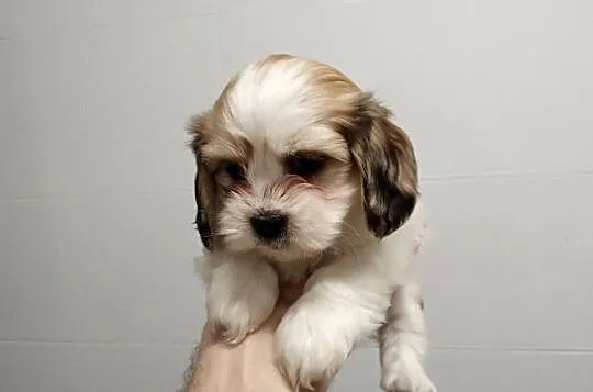 Schweenie Jamnik & Shihtzu długowłose, Łódzkie, Żychlin