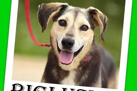 Pilny dom!Osamotniony Bigluś tęskni w schronisku,łagodny,średni piesek.ADOPCJA,  małopolskie Kraków
