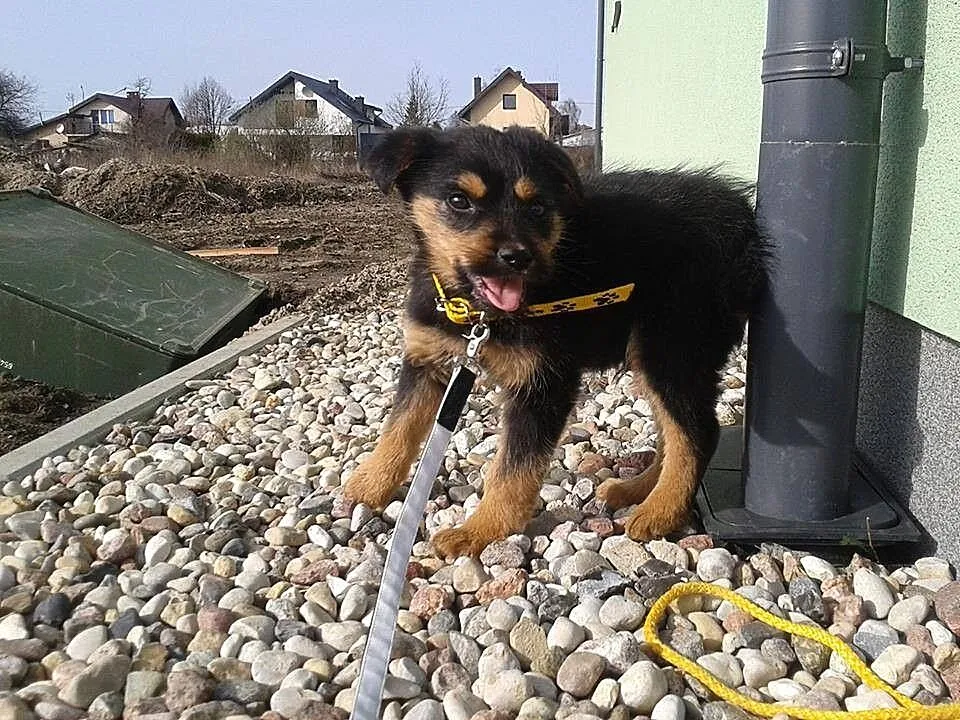 Mały Cudak w wieku 8 tygodni szuka domu