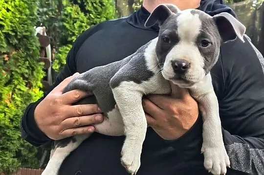 American Bully ABKC standard pies suka