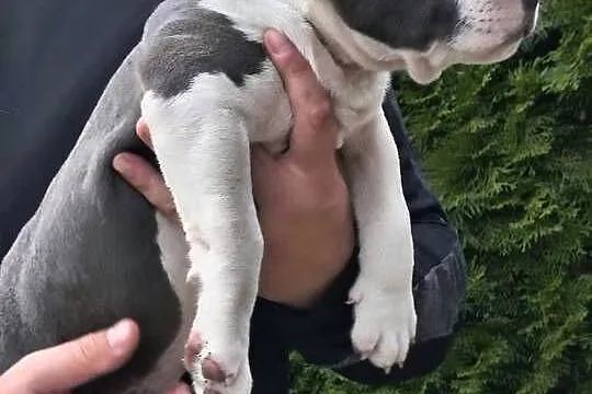 American Bully ABKC standard pies suka, Mazowieckie, Warszawa