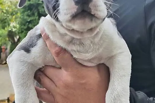American Bully ABKC standard pies suka, Mazowieckie, Warszawa