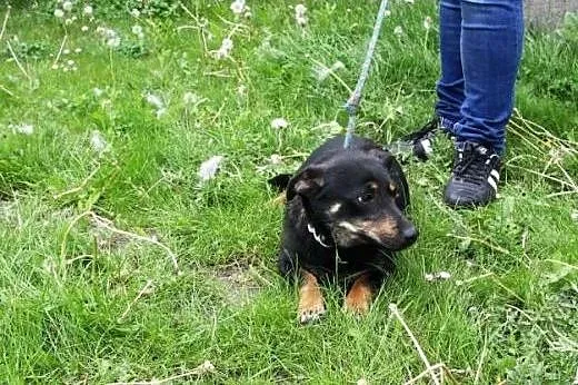 Urocza i młoda suczka Nutka szuka domu,  śląskie K