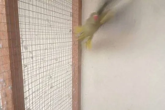 Aleksandrety obrożne para, Świętokrzyskie, Pasturka