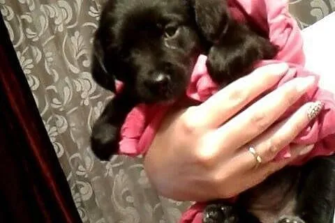 Po spanielce trzy szczeniaczki 2 miesieczne,adopcja!!,  dolnośląskie Wrocław