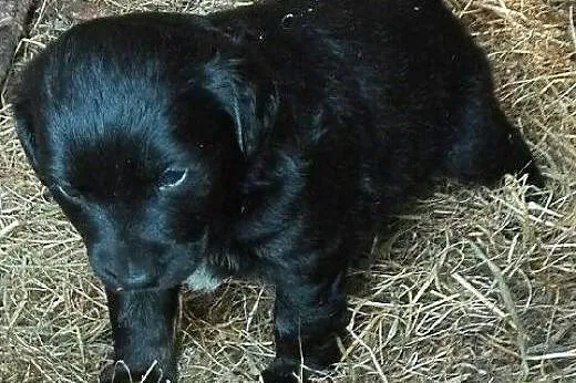 Po spanielce trzy szczeniaczki 2 miesieczne,adopcj