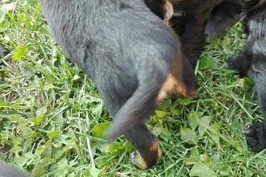 Po spanielce trzy szczeniaczki 2 miesieczne,adopcj
