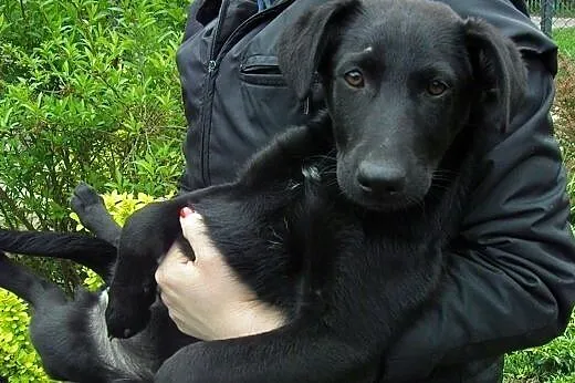 Dwie sunie trzy miesięczne zagrożone schroniskiem-