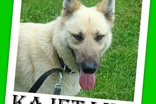 Owczarek mix,duży,przyjazny,czujny pies KAJETAN.Adopcja,  dolnośląskie Wrocław