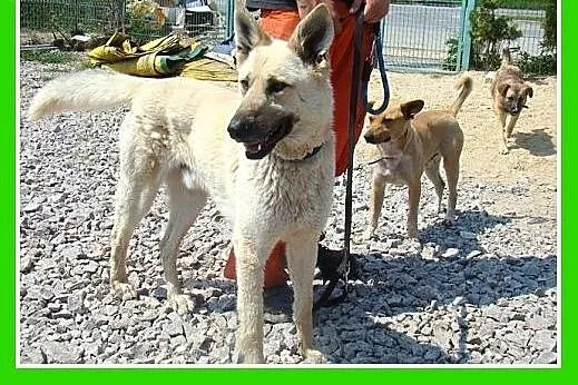 Owczarek mix,duży,przyjazny,czujny pies KAJETAN.Ad