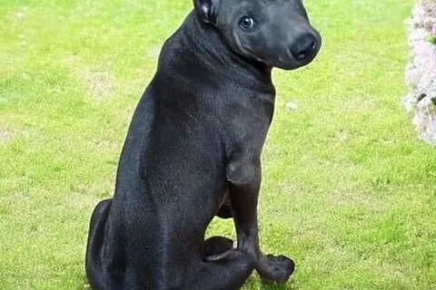 Thai Ridgeback suczka