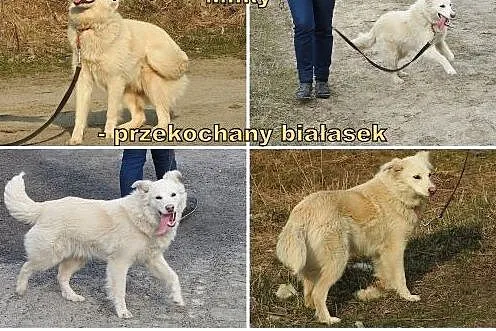 Milky to młodziutki, piękny pies,  małopolskie Kra